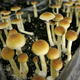 Psilocybin mushrooms in a grow room at the Procare farm in Hazerswoude, central Netherlands.